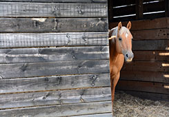 ¿Es feliz mi caballo?