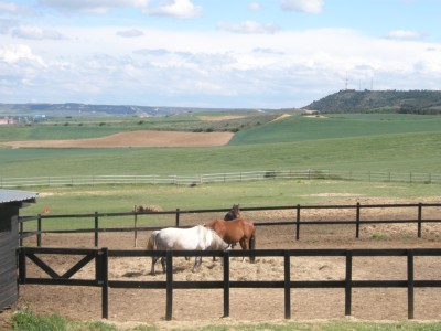 Vista Paddocks